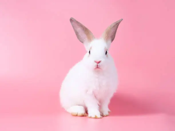 Photo of Adorable baby white rabbit sitting on pink background.