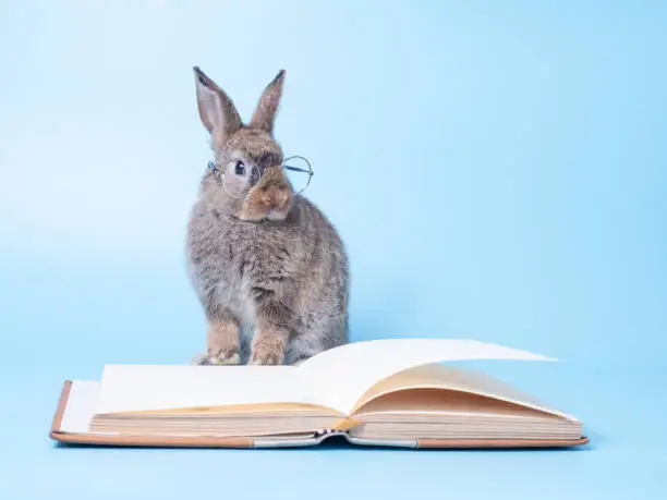 Photo of Gray cute rabbit wearing glasses and sitting on blue background with the book.