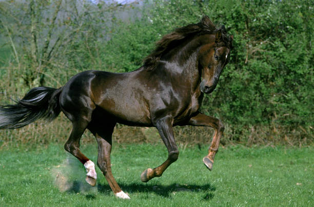istock LUSITANO HORSE GALLOPING THROUGH THE MEADOW  . 1215341873