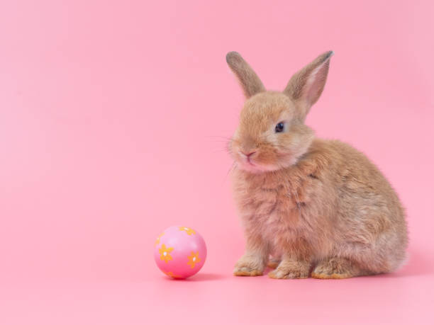 istock Red-brown cute baby rabbit sitting with Easter egg on pink background. Lovely young rabbit. 1215341879