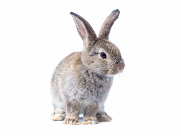 istock Adorable baby gray rabbit standing isolated on white background. 1215341891