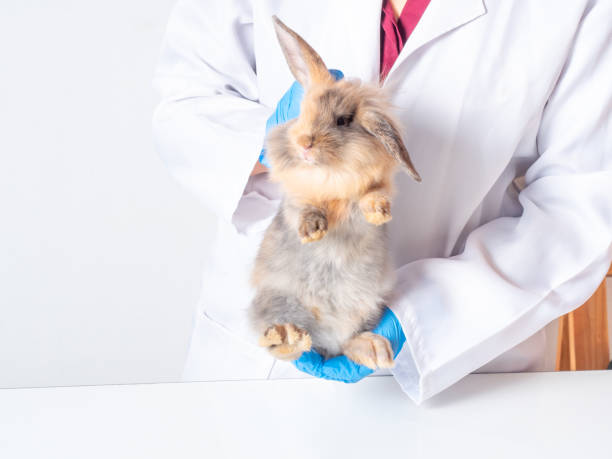 istock Veterinarian doctor carrying a brown rabbit over white background. 1215341905