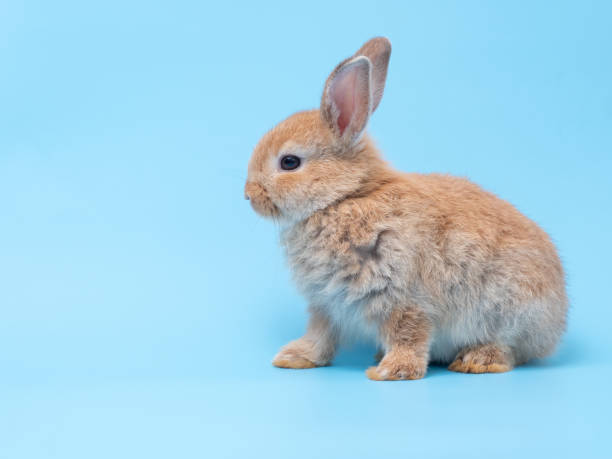 istock Red-brown cute baby rabbit sitting on blue background with copy space. 1215341917