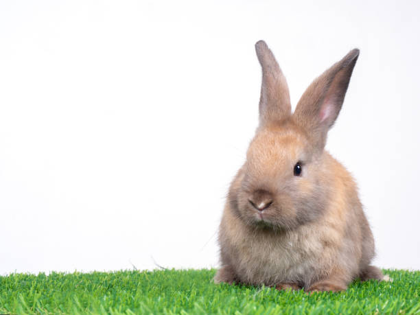 istock Brown cute baby rabbit sitting on artificial turf over white background. Lovely brown rabbit sitting 1215341923