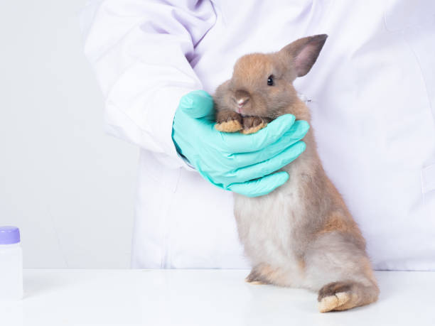 istock Veterinarian doctor carrying a brown rabbit over white background. 1215341928