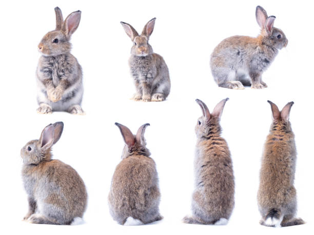 白い背景に隔離茶色のかわいい若いウサギの多くのバラエティアクション。若いウサギの素敵な7つのアクション。 - animal brown cute easter ストックフォトと画像
