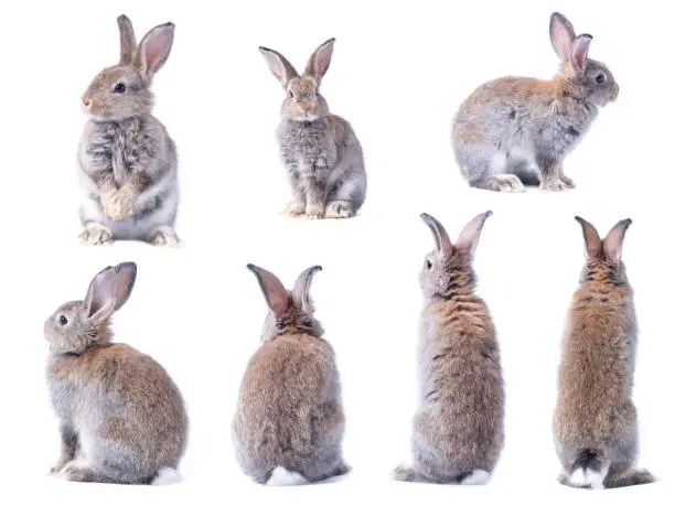 Photo of Many variety action of brown cute young rabbits isolated on white background. Lovely seven action of young rabbits.