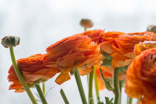 Bouquet of Persian buttercup