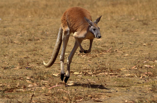 istock RED KANGAROO macropus rufus, MALE MOVING ON DRY GRASS, AUSTRALIA  . 1215342431