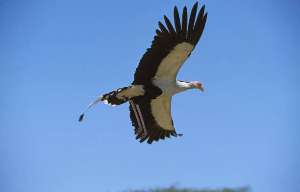 Unlike most birds of prey, the secretary bird is largely terrestrial, hunting its prey on foot. Prey may consist of insects such as locusts, other grasshoppers, wasps, and beetles, but small vertebrates such as lizards often form the main prey.