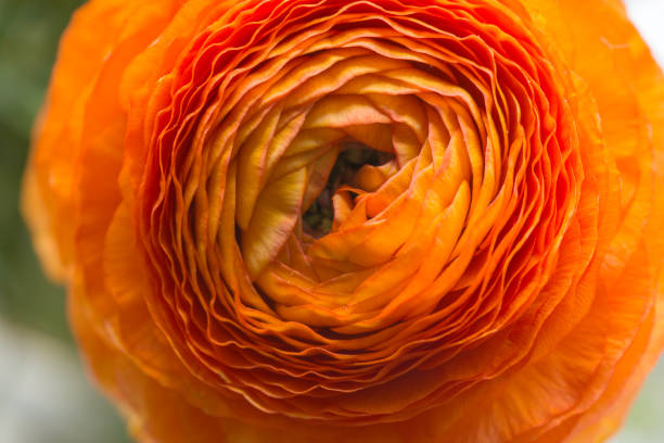 istock Bouquet of Persian buttercup 1215342510