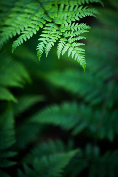 folhas de samambaia verde brilhantes - fern stem bracken leaf - fotografias e filmes do acervo