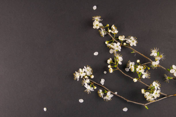 istock Spring background with plum flowers on black 1215343741