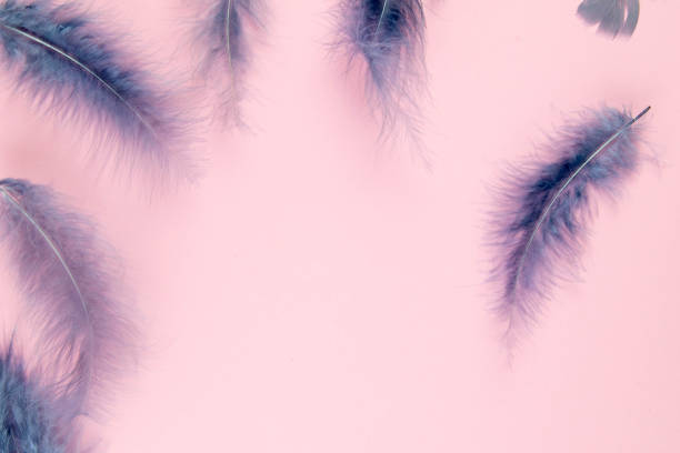 istock Beautiful blue feather on pinc background 1215343868