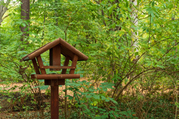 istock Wooden, open bird house standing in a forest 1215344464