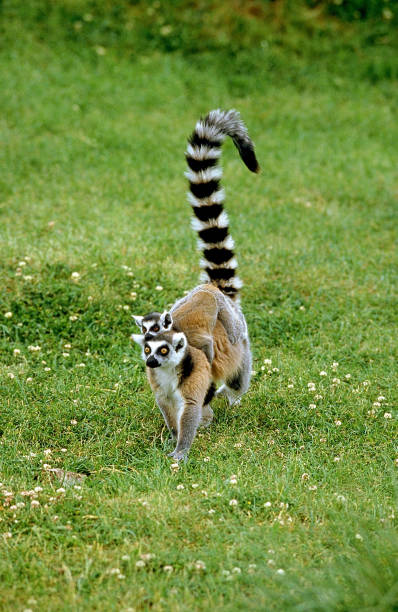 istock RING TAILED LEMUR lemur catta, FEMALE CARRYING YOUNG ON ITS BACK, MADAGASCAR  . 1215344810