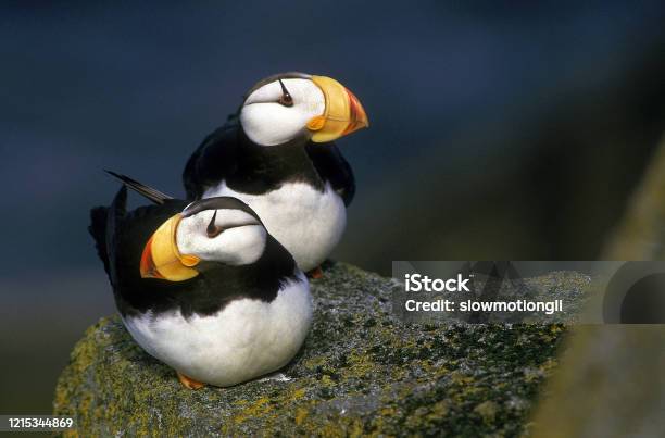 Horned Puffin Fratercula Corniculata Pair On Rock In Alaska Stock Photo - Download Image Now