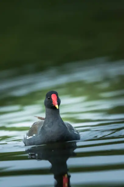 Photo of The family of Common Moorhen(Gallinula chloropus) swmiing