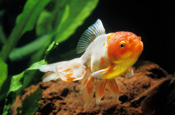 istock ORANDA GOLDFISH carassius auratus     . 1215344929