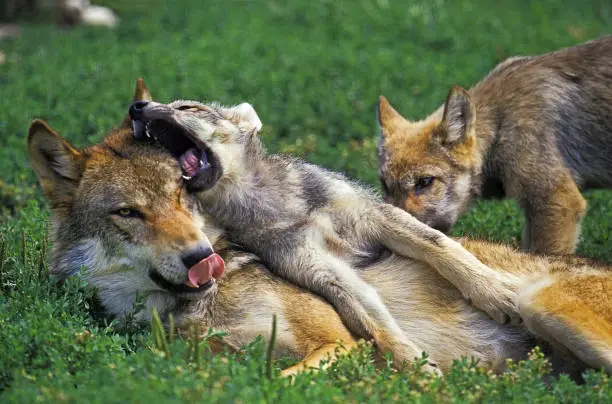 Photo of EUROPEAN WOLF canis lupus, FEMALE AND YOUNGS LAYING DOWN IN GRASS .