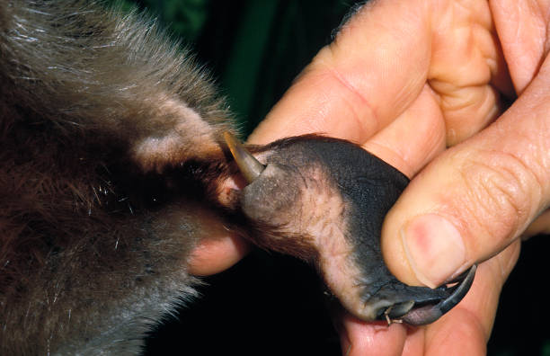 ADULT MALE PLATYPUS ornithorhynchus anatinus, MAN SHOWING VENOMOUS SPUR ON HIND LEGS, AUSTRALIA . ADULT MALE PLATYPUS ornithorhynchus anatinus, MAN SHOWING VENOMOUS SPUR ON HIND LEGS, AUSTRALIA duck billed platypus stock pictures, royalty-free photos & images