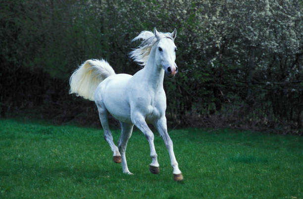 istock ARABIAN HORSE GALLOPING THROUGH MEADOW  . 1215345062