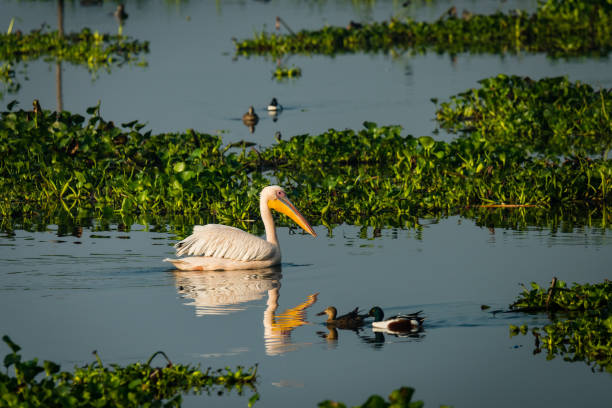 istock Great white pelican swimming 1215346091