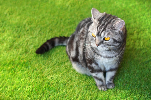 Beautiful cat on the green artificial grass.
