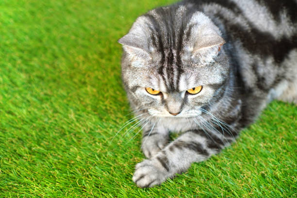 istock Cat lying on the green artificial grass. Copy space. 1215346115