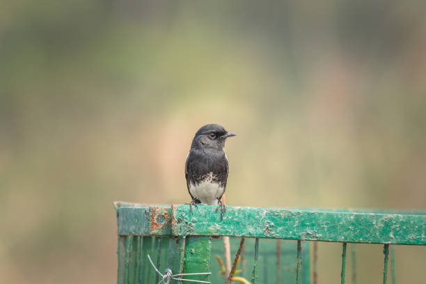 istock Male Pied Bushchat sitting 1215347374