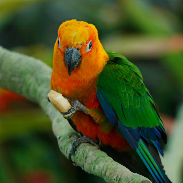 istock Colorful yellow parrot, Sun Conure (Aratinga solstitialis), standing on the branch 1215347520