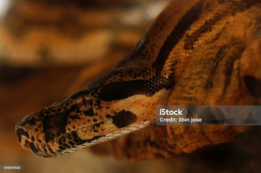 Inkhead Python Snake Python Snake Head In Close Up Stock Photo - Download Image Now - Animal ...