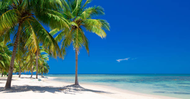 istock beach and tropical sea 1215347615