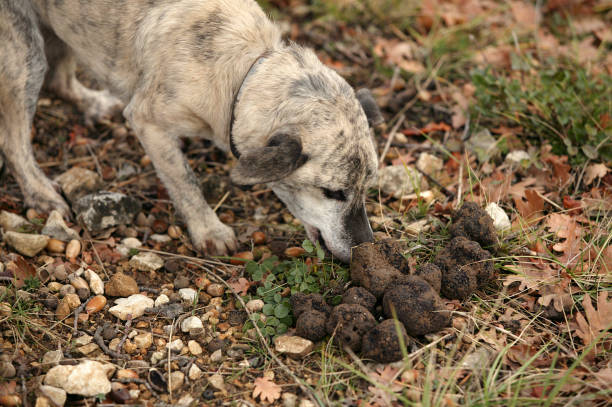 特魯夫勒狗與特魯夫勒,特魯夫勒在法國德羅梅的收集。 - truffle tuber melanosporum mushroom 個照片及圖片檔