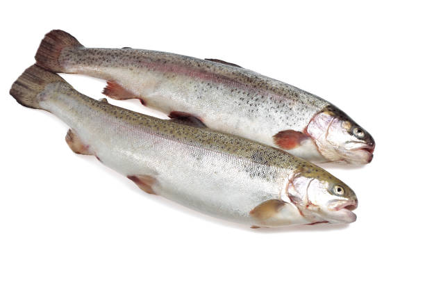 istock FRESH SEA TROUT salmo trutta trutta AGAINST WHITE BACKGROUND    . 1215347710