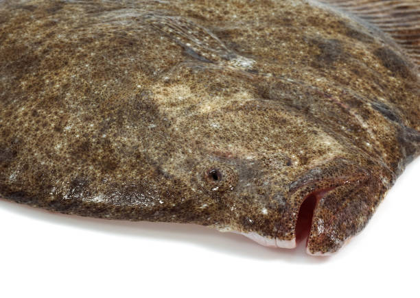 istock FRESH TURBOT scophthalmus maximus AGAINST WHITE BACKGROUND  . 1215347766