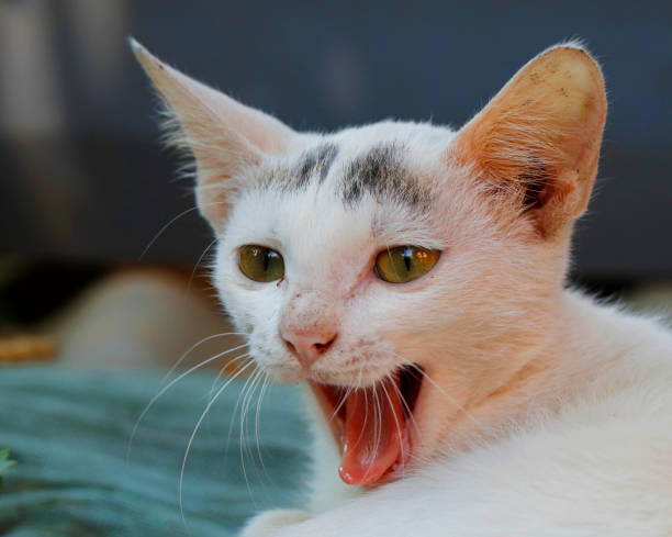 istock adorable white kitten in close up 1215347830