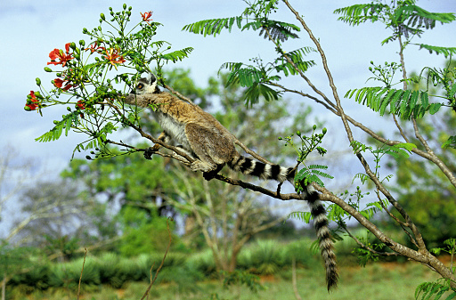 RING TAILED LEMUR lemur catta, ADULT LOOKING FOR FOOD IN FLAMBOYANT TREE, MADAGASCAR