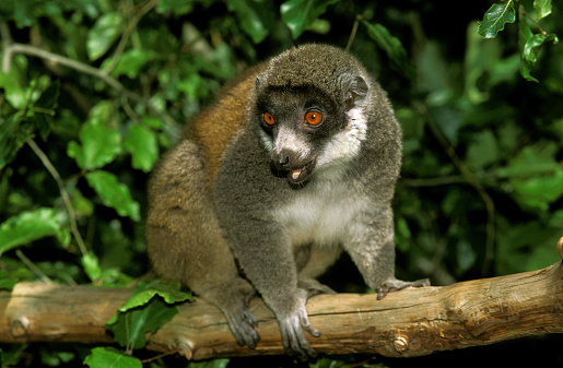 MONGOOSE LEMUR lemur mongoz, ADULT ON BRANCH