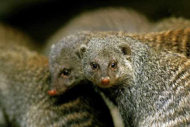 Dwarf mongoose in captivity at the Sables Zoo in Sables d'Olonne in France.