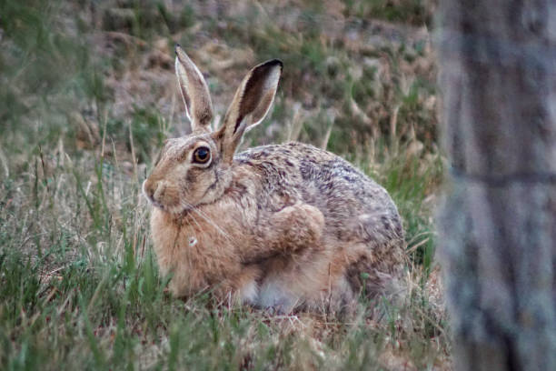 istock Close up of a european hare 1215347939