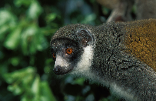 MONGOOSE LEMUR lemur mongoz, HEAD OF ADULT AGAINST GREEN FOLIAGE
