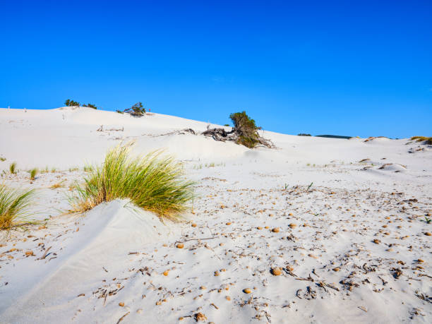 istock Porto Pino beach with white dunes 1215348565
