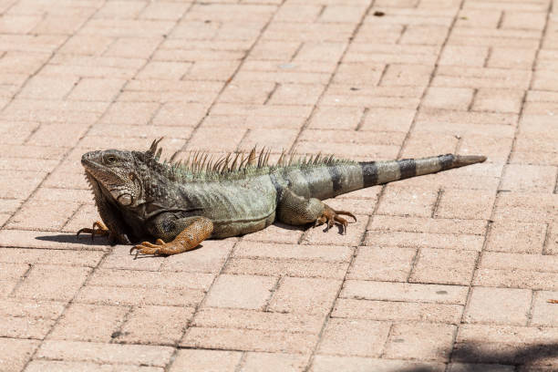 istock The common iguana. Tree lizard from Central America and South America. 1215348814