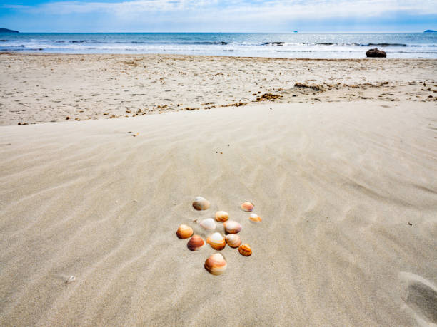 Beautiful summer beach background with different seashells and starfish on sandy seashore and turquoise water. Vacation concept