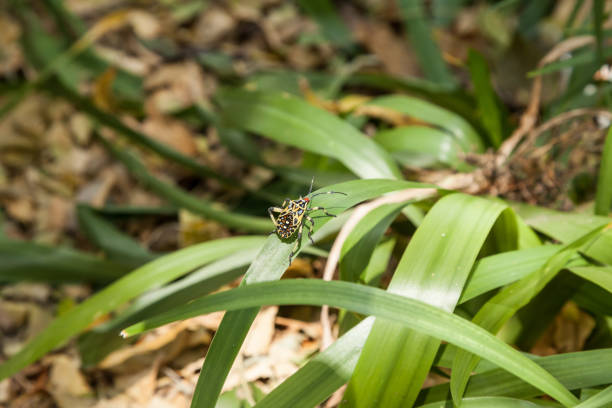 istock colorful hemiptera tropical rainforest insect 1215350097