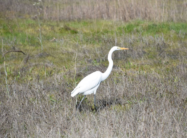 istock Large White Heron in a Grass Field 1215350185