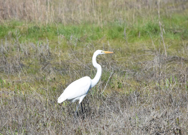 istock Large White Heron in a Grass Field 1215350216