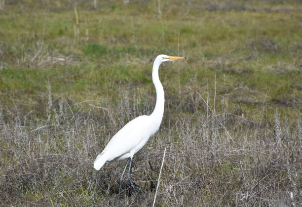 istock Large White Heron in a Grass Field 1215351577