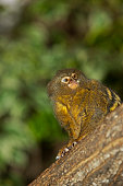 pygmy-marmoset-callithrix-pygmaea-adult-on-a-branch-gegen-green-foliage-ph.jpg?b=1&s=170x170&k=20&c=DboDSKtqenwz7jNG0jOOSy8KX6hypgjncR7vKFj5O3c=
